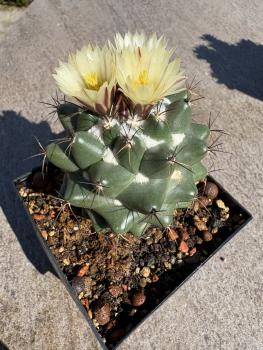Coryphantha vogtherriana